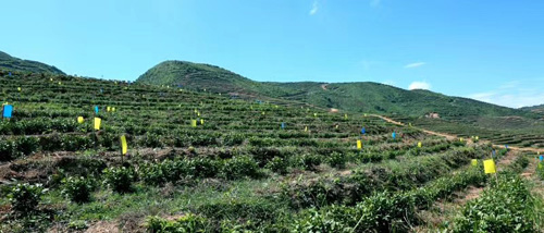 長沙景致天成農(nóng)業(yè)項目規(guī)劃設(shè)計有限責(zé)任公司,長沙農(nóng)業(yè)項目,休閑農(nóng)業(yè)規(guī)劃,旅游景區(qū)設(shè)計