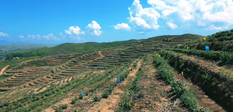 長沙景致天成農(nóng)業(yè)項目規(guī)劃設(shè)計有限責(zé)任公司,長沙農(nóng)業(yè)項目,休閑農(nóng)業(yè)規(guī)劃,旅游景區(qū)設(shè)計