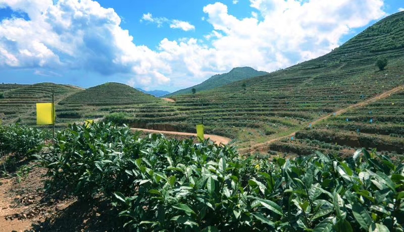 長沙景致天成農(nóng)業(yè)項目規(guī)劃設(shè)計有限責(zé)任公司,長沙農(nóng)業(yè)項目,休閑農(nóng)業(yè)規(guī)劃,旅游景區(qū)設(shè)計